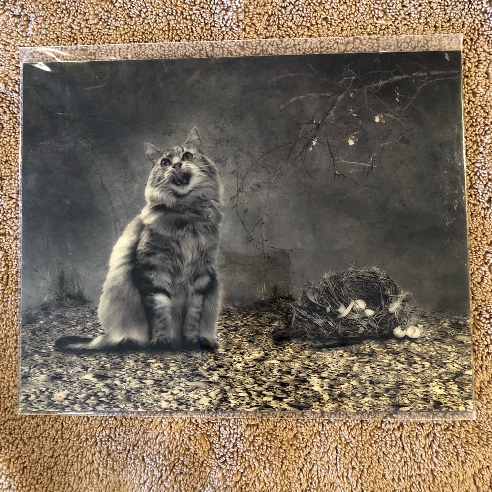 Original photo of cat. New.